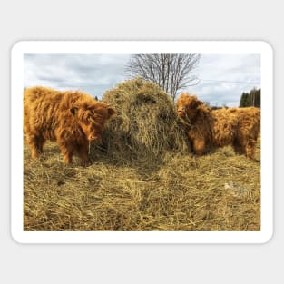 Scottish Highland Cattle Calves 1754 Sticker